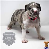 american bully puppy posted by TrailHawk FB